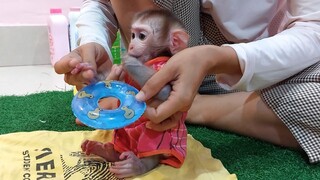 Mom entertain baby monkey Mino with toys