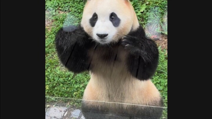 8:30, Fu Bao interacts with visitors through the glass wall—baby, you’re so cute, ahhhhh!