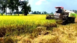 Bé Xem Máy Cắt Lúa l Có Nhạc: Nal Một lời dứt khoát Người Tìm Lối Khác Về Nơi Thật Ấm Êm Remix