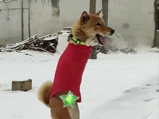 جرو صيني لا يستسلم أبدًا!