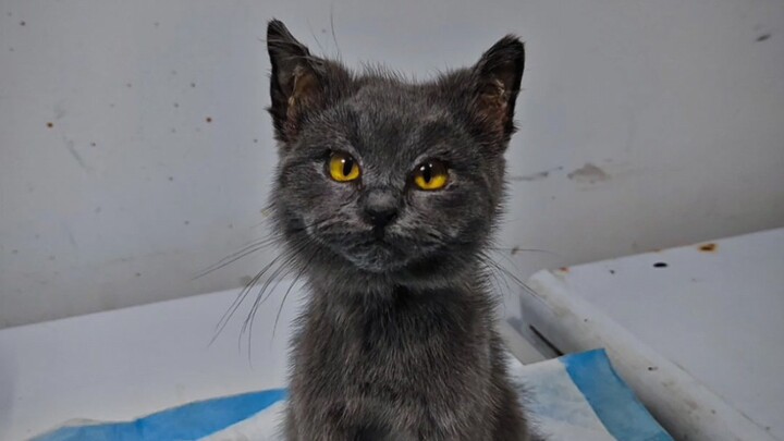 Black Cat Turns Gray