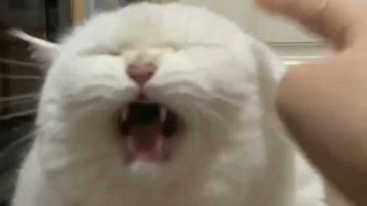 เมื่อคุณอดใจไม่ไหว หันมาลูบแมวกลับแทน