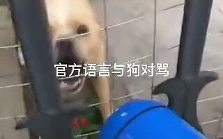 How to Curse at a Dog in Dog Language