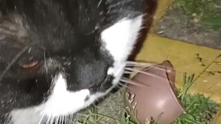 صادفتُ قطةً جِبَعِيَّةً لطيفةً بالصدفة