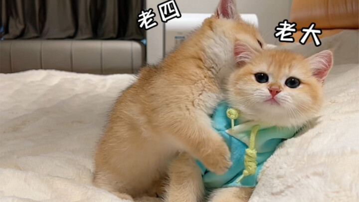 Dua kucing ini terlalu nakal, nggak mau lagi deh!