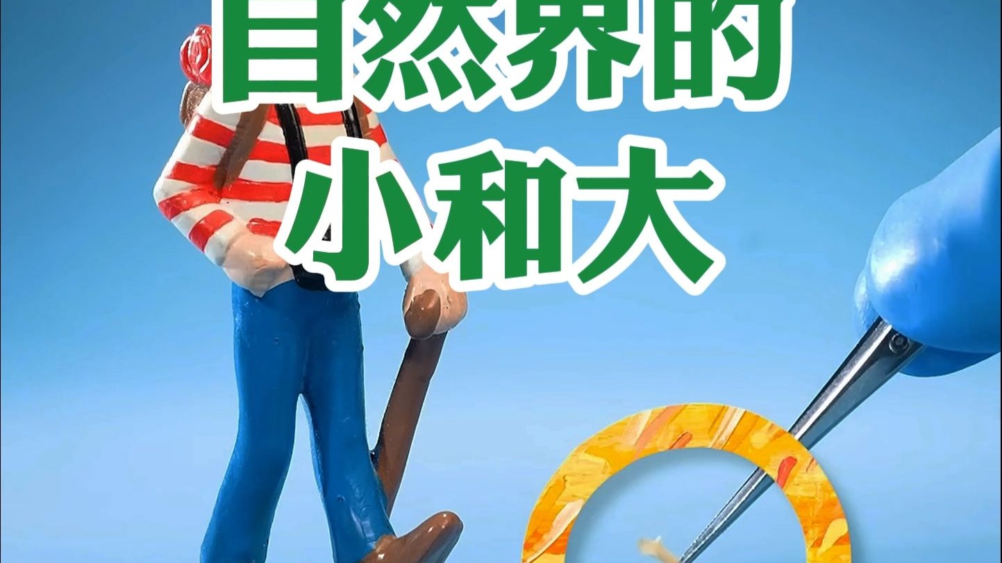 ビカクシダ P.bilibili thunder Bilibili Little Television