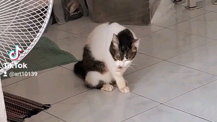 สิ่งที่น้องเหมียวต้องมี