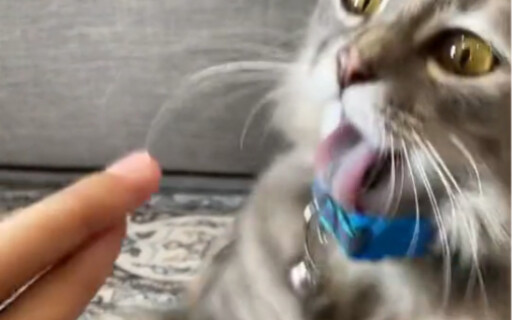 Can’t bite it at all