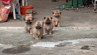 Aku pikir ada dua anak anjing, tapi ternyata ada 6