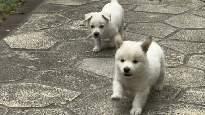I snuck my neighbor’s two little puppies into my home—help, they’re so cute!