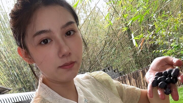 บลูเบอร์รี่ลดราคาจนคุณยายถึงกับน้ำตาไหล? หลานสาวใช้กลยุทธ์เด็ดพลิกฟื้นสวนผลไม้ให้กลับมามีชีวิตอีกครั