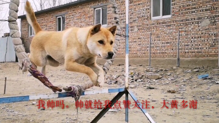 【كلب حقل صيني】 وصل الكلب الترابي داهوانغ إلى 5000 متابع وبدأ فعالية السحب. دعونا نستعرض بعض جهودنا خ