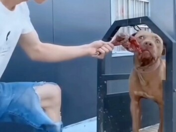 هل تأكل أم لا؟ لقد وضعته أمام وجهك!