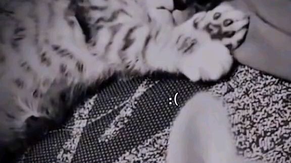 it's so cute I can't leave her alone 🥺🥺