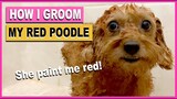 HOW I GROOM MY RED TOY POODLE- Poodle Grooming 101| The Poodle Mom