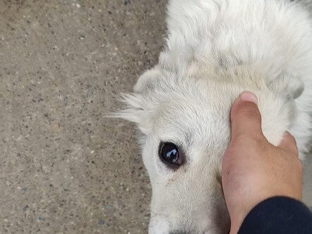 كلب في طرف القرية خان في التعرف على الشخص!