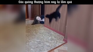 Các quàng thượng hôm nay lạ lẫm quá #meme