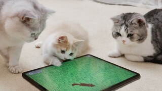 Beberapa game yang dibuat khusus untuk kucing. Kucing itu bermain begitu liar sampai layarnya hampir