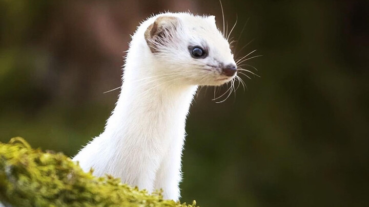 Want to keep a stoat at home? Just you wait—your sanity will be tested!