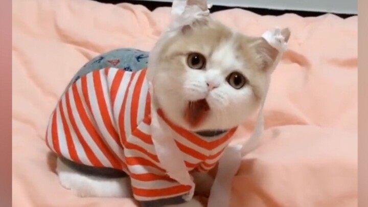 Other people's cats always seem better.