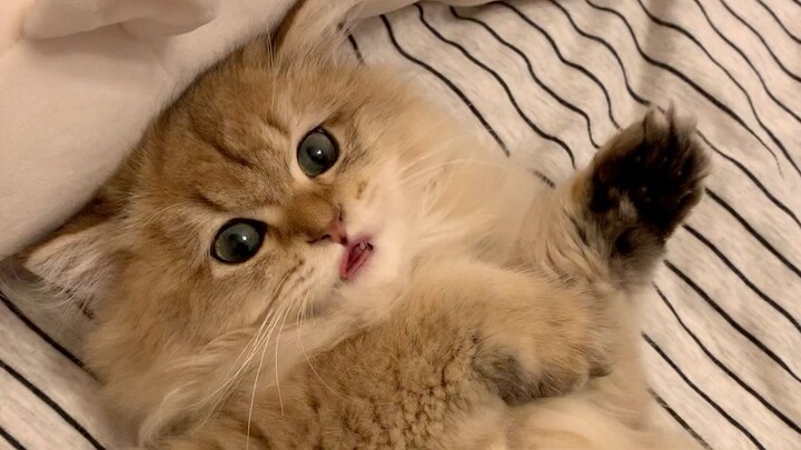 【Hai người, một chú chó】Dì đến nhà dọn dẹp, sở thích kỳ lạ của Mochi khiến mẹ vừa buồn cười vừa tức 