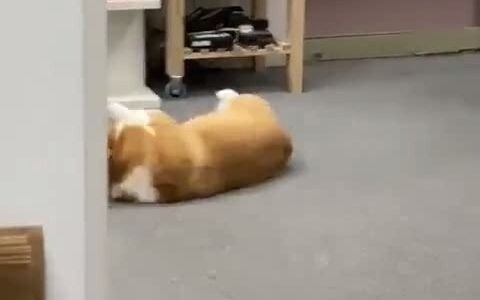 Corgi buồn chán tự chơi một mình, phát hiện bị quay lén thì... con chó này sao giống người thế nhỉ