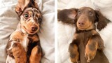 The Best Adorable Dachshund Puppies 🐶 Look Forward To Seeing Them All  | Cute Puppies
