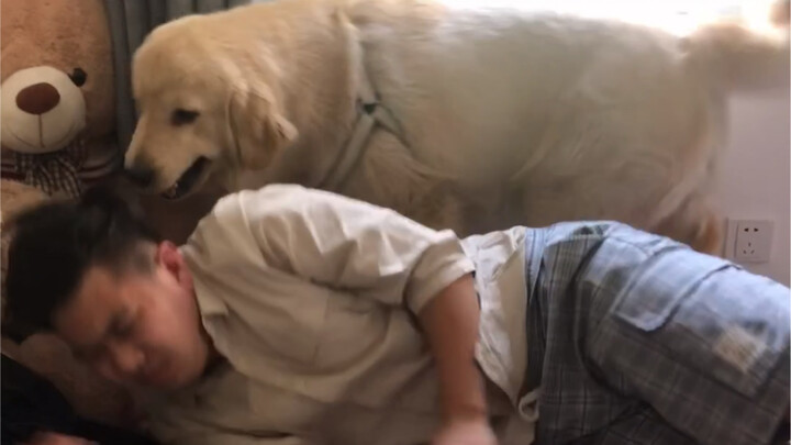 Dad George: Zzz… So comfy. George: Dad, get up for me!