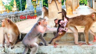 Awesome...Old Mama Monkey Barry Warns Teenaged Monkey By Chasing From Baby Bean