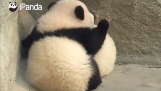 #大熊猫思念# 在外面睡可别着凉了 有我抱着就不冷啦～～～