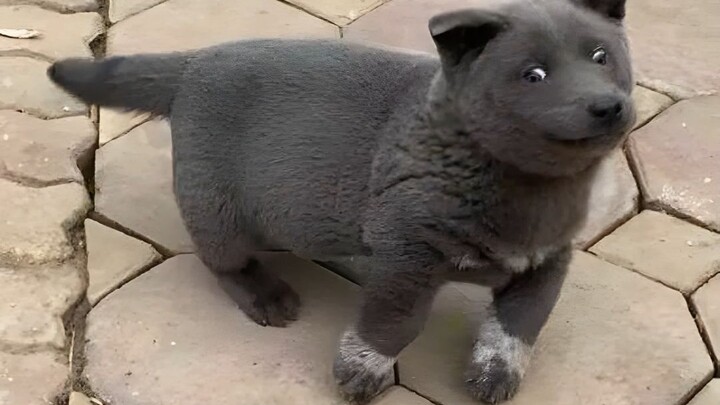 What a funny little dog! Its little expressions are way too exaggerated—this one really had me laugh
