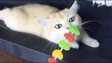 Cat vs  Candy  - Chú mèo con ăn trộm kẹo -  Cute Cat