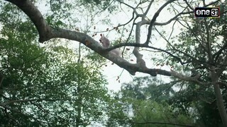 กระรอกเผือก ดวงถึงฆาต | Highlight ผาแดงนางไอ่ Ep.05