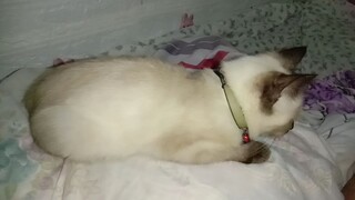 our Milo🐱