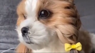 Puppy with pigtails #cutepuppy #cutedog #cutedoggy