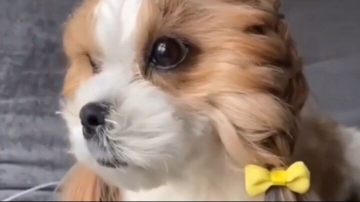 Puppy with pigtails #cutepuppy #cutedog #cutedoggy