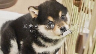 小柴犬来家里一周了，日本男主人照顾大胃王狗子心力交瘁