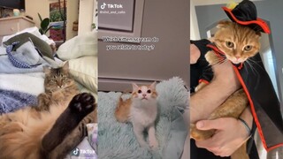 Never never enough - Cats of TikTok