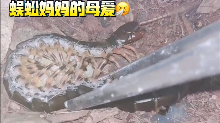 The centipede mom fights to the death to protect her baby centipedes… Cowards need not apply!