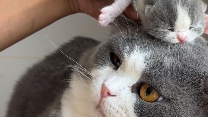Thật khó tin! Tôi lại nuôi lớn được một chú mèo nhỏ!!