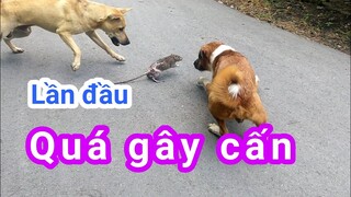 Chó sủa gâu gâu truy tìm bắt chuột - kịch tính | Domestic animals