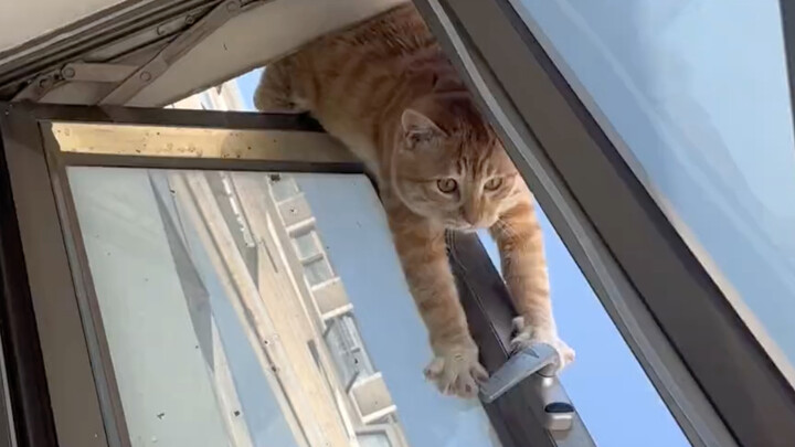 Lần đầu tiên thấy sự ngượng ngùng trên mặt mèo (꒪Д꒪)ノ