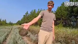 教你一招刺猬的温柔打开方式，叫声好萌的刺猬