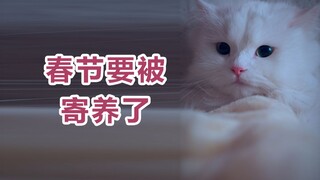 During the Spring Festival, Dog Brother gave me a sweet wall