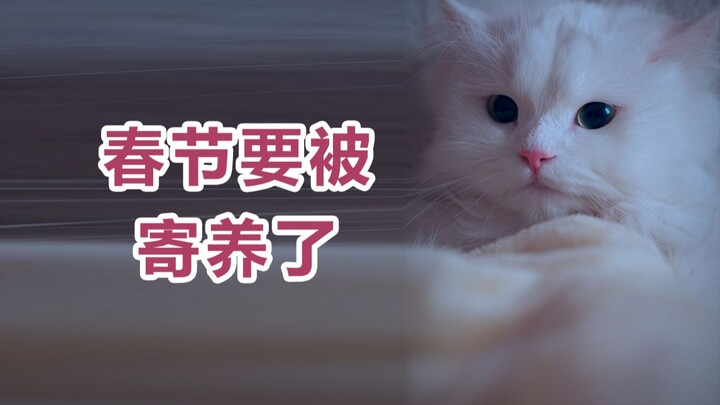 Selama Festival Musim Semi, Saudara Anjing memberiku dinding yang manis