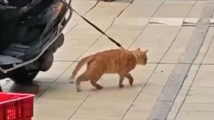 Michael Jack Meow