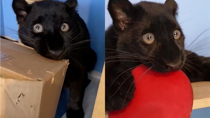 Little Black Panther: I’m really not Toothless!