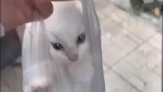 The flower language of kittens is "act fast or miss out."