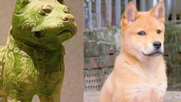 Thật may mắn, lần đầu nuôi chó lại là một chú chó cỏ Trung Quốc!