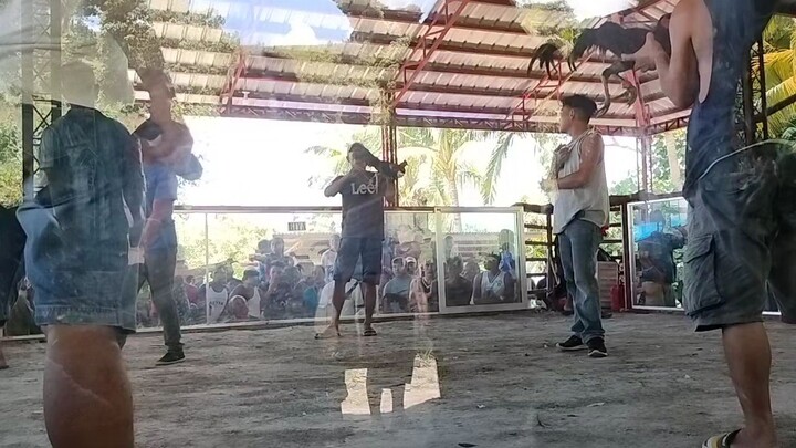 Binabaje Own Breed Vs. Buyogon Bontoc Cockpit Arena.